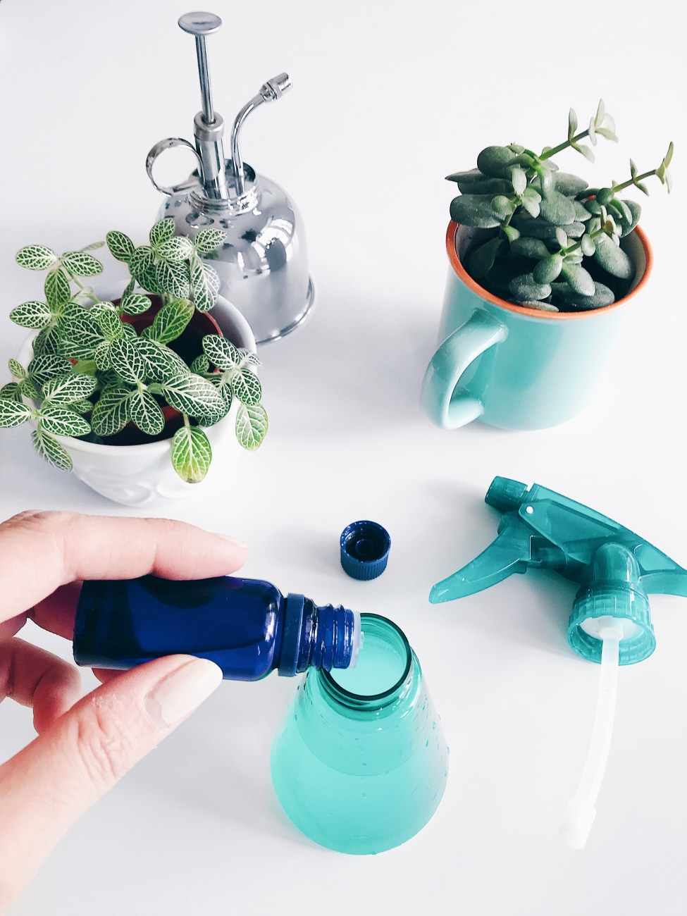 Insecticide naturel pour les plantes | Natural bug spray for indoor plants